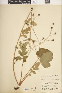 Geum vernum image