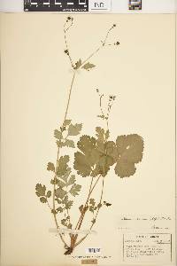 Geum vernum image