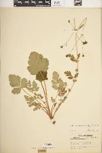 Geum vernum image