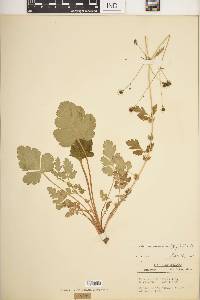 Geum vernum image