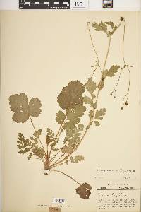 Geum vernum image