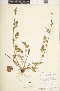 Geum vernum image