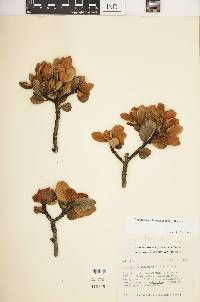 Hesperomeles ferruginea image