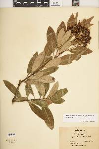 Heteromeles arbutifolia var. arbutifolia image