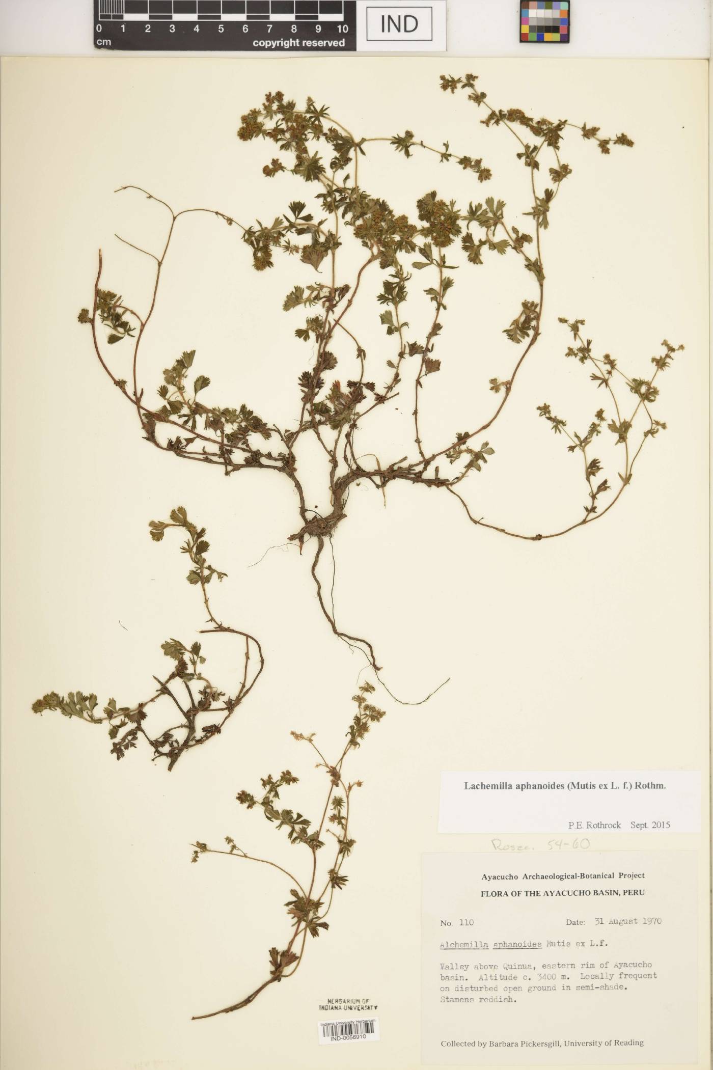 Lachemilla aphanoides image