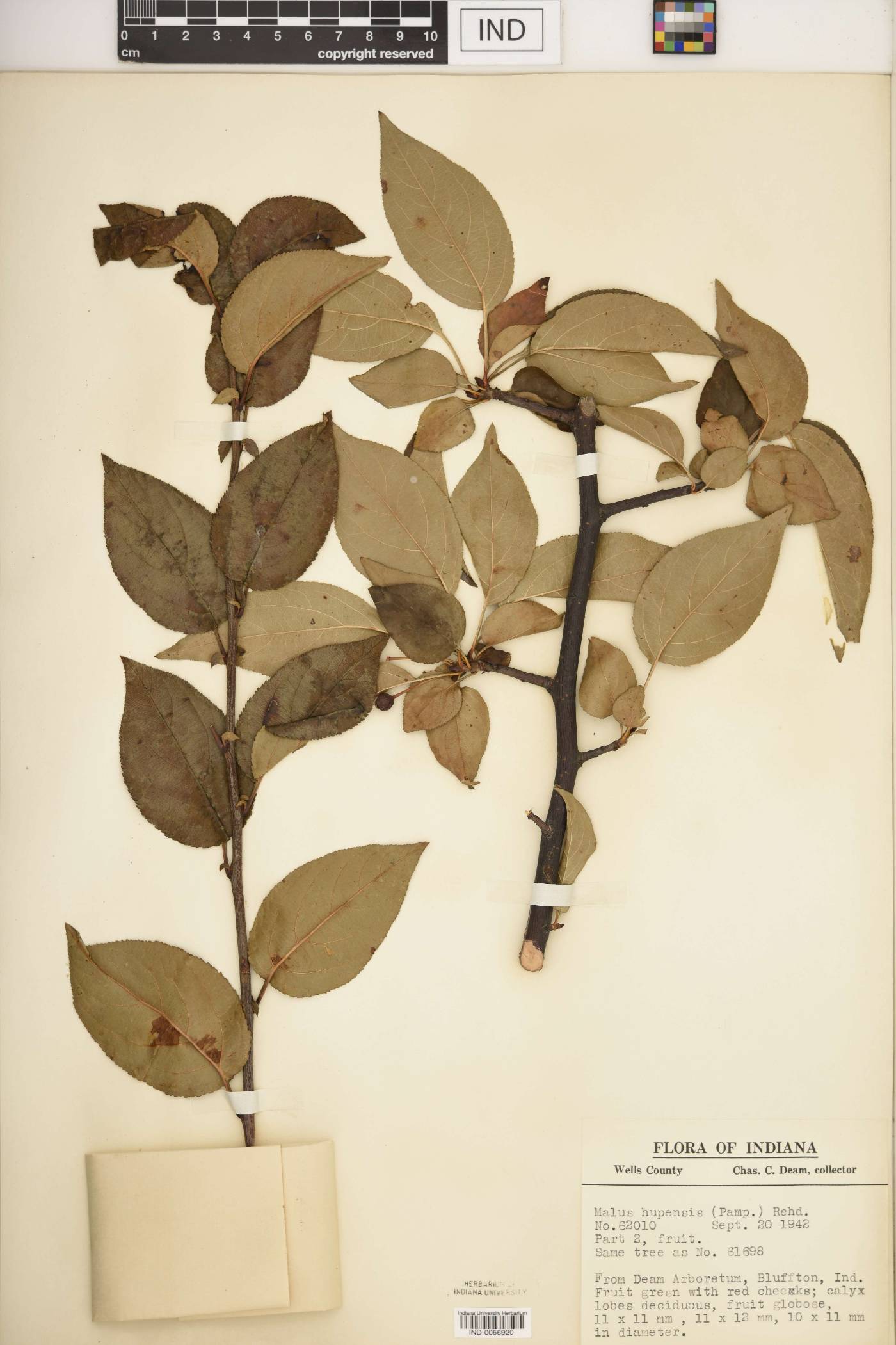 Malus hupehensis image