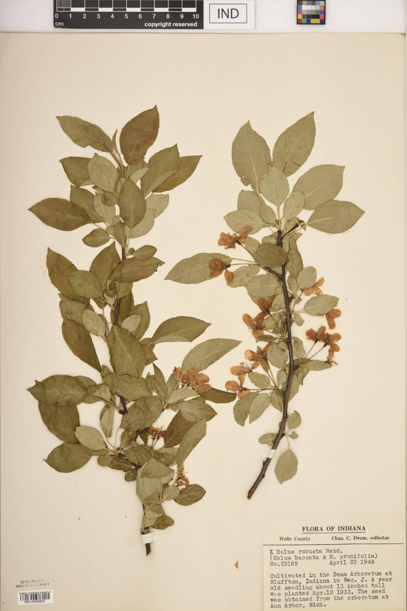 Malus robusta image
