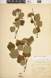 Physocarpus capitatus image