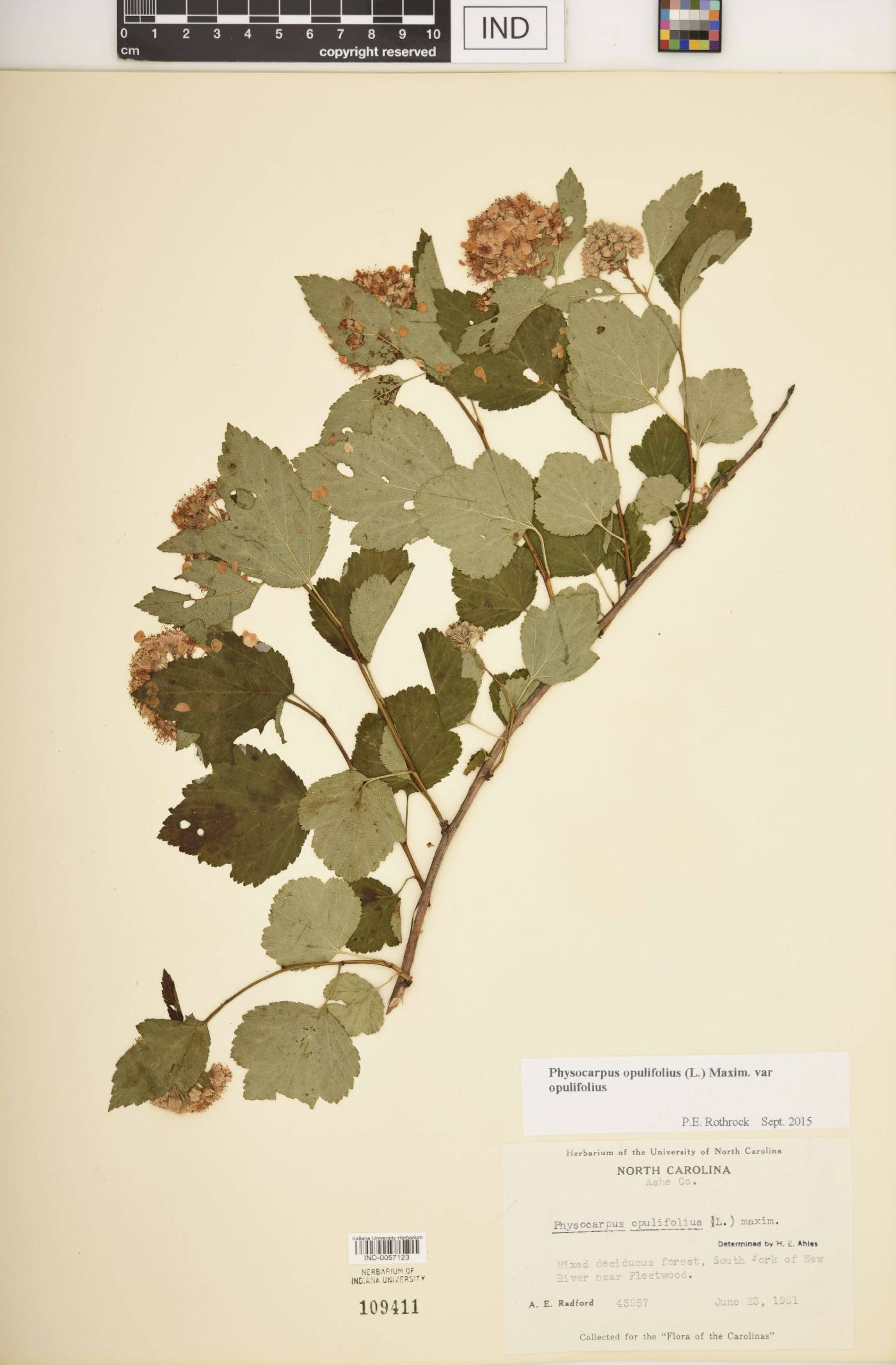 Physocarpus opulifolius var. opulifolius image