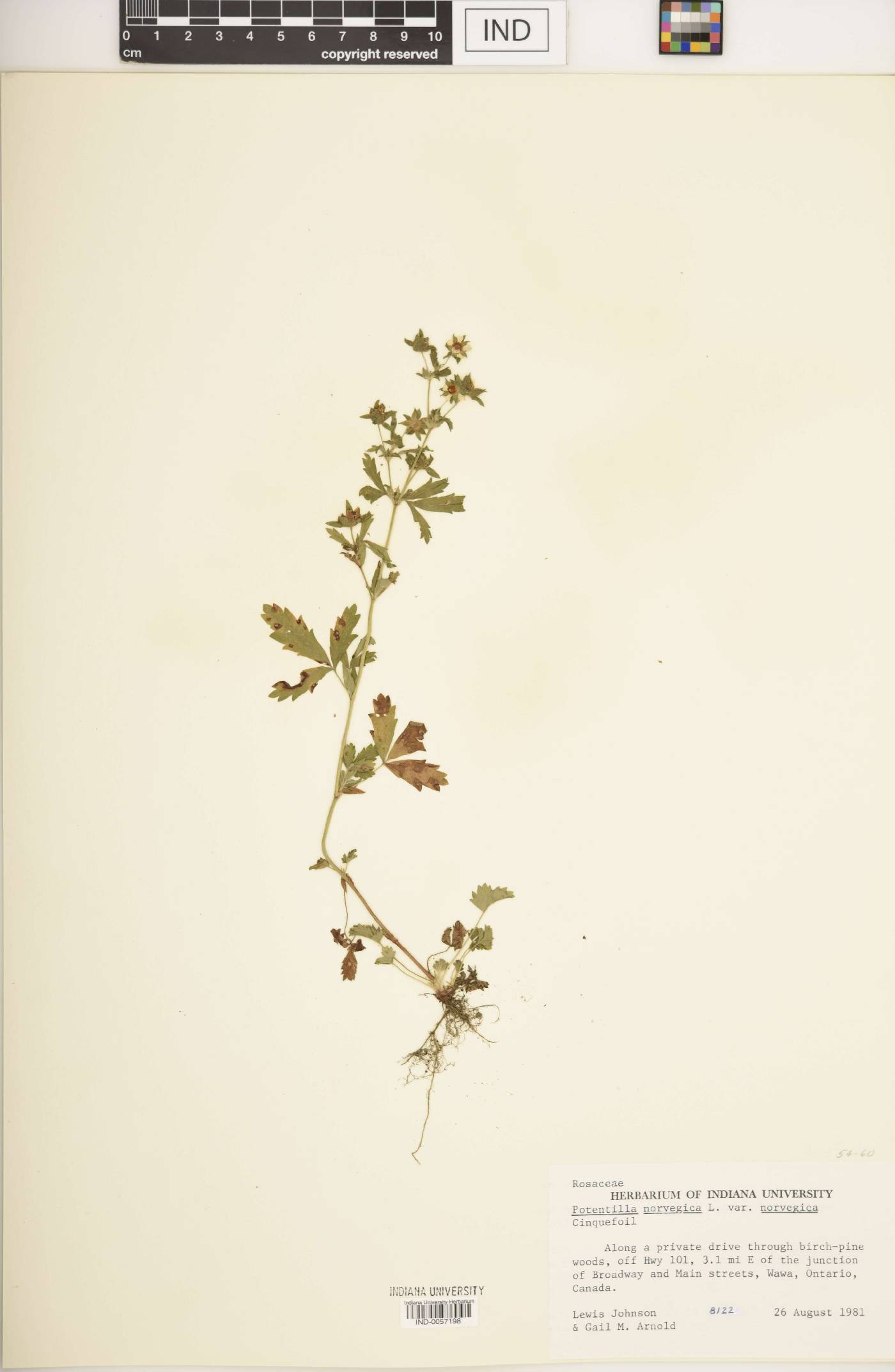 Potentilla norvegica var. norvegica image