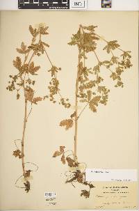 Potentilla rivalis image