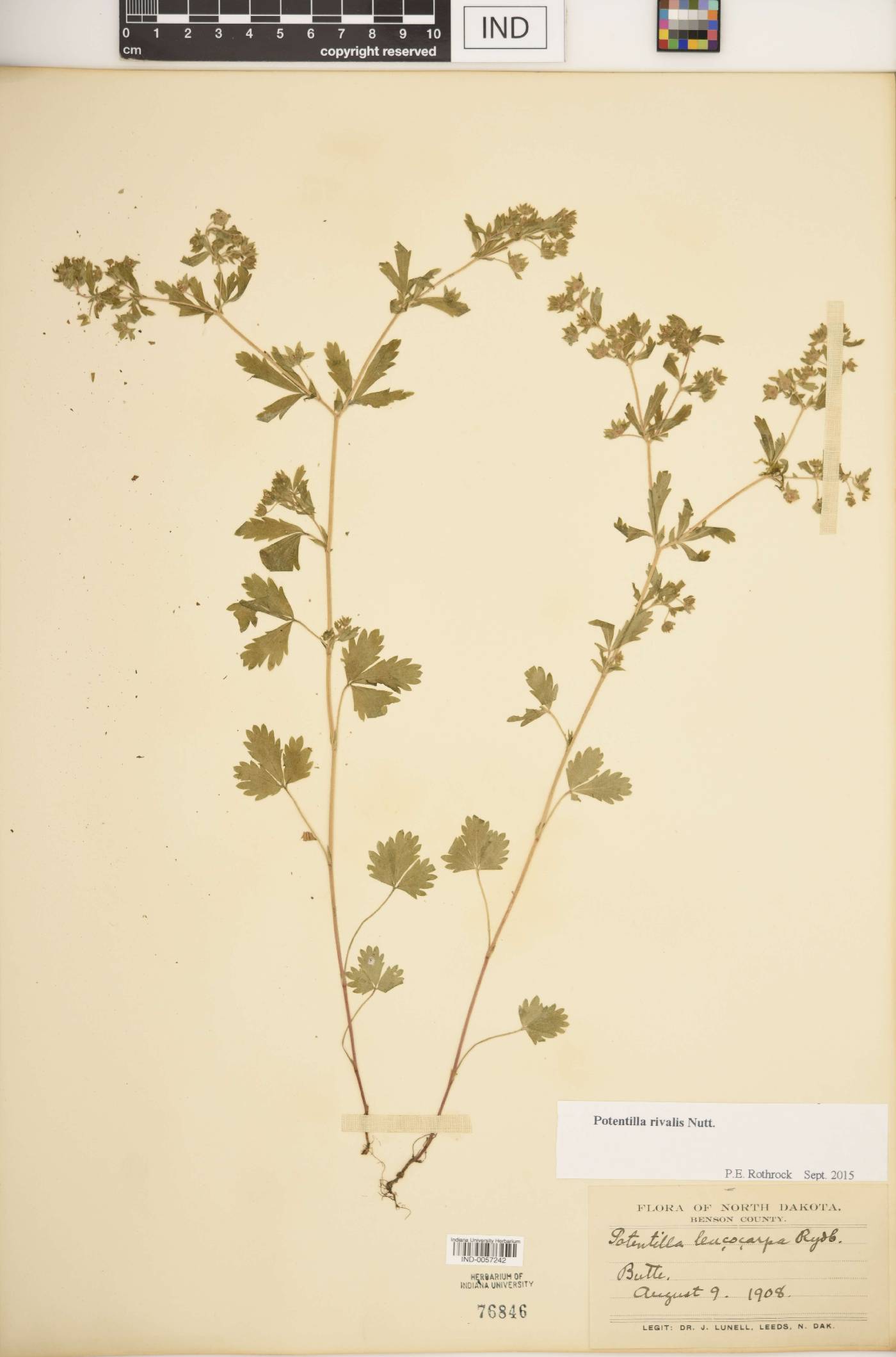 Potentilla rupestris image