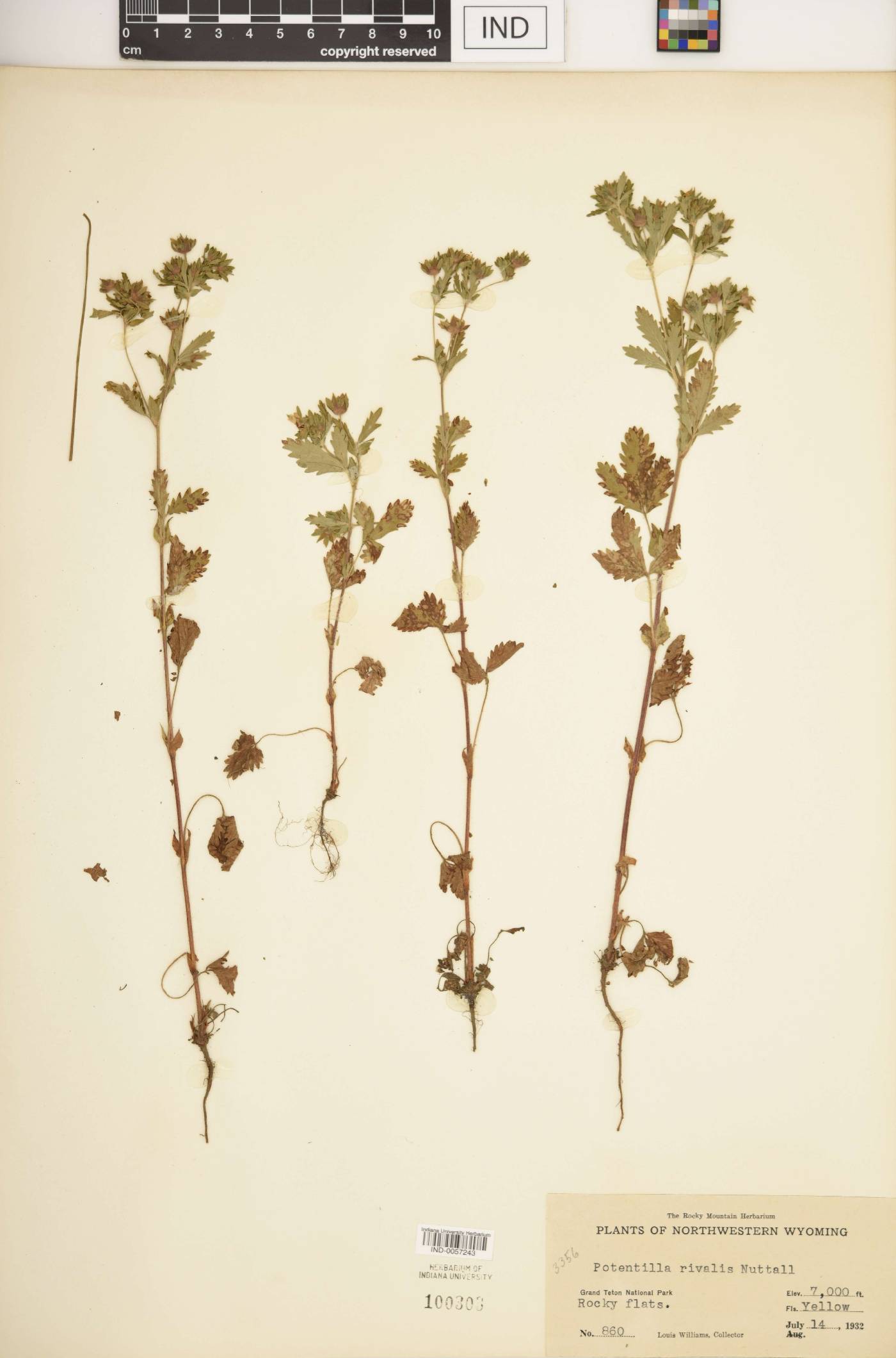 Potentilla rupestris image