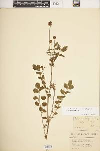 Poterium sanguisorba var. polygamum image