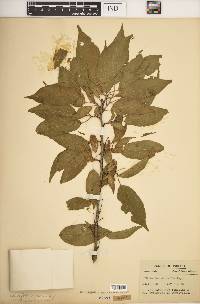 Prunus hortulana image