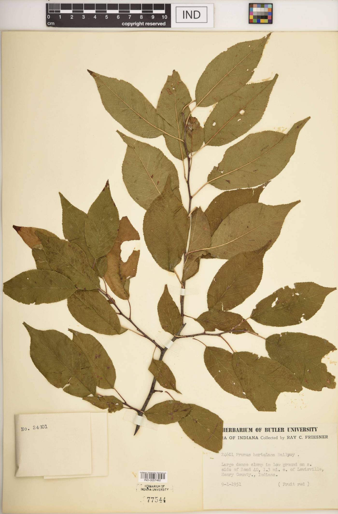 Prunus hortulana image