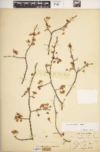 Prunus hortulana image