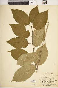 Prunus nigra image