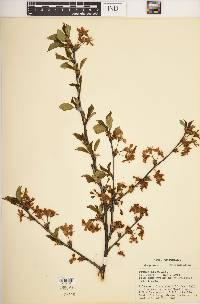 Prunus nigra image