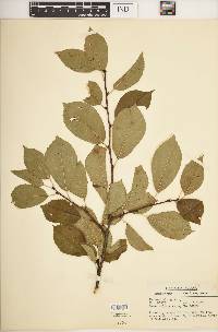 Prunus nigra image