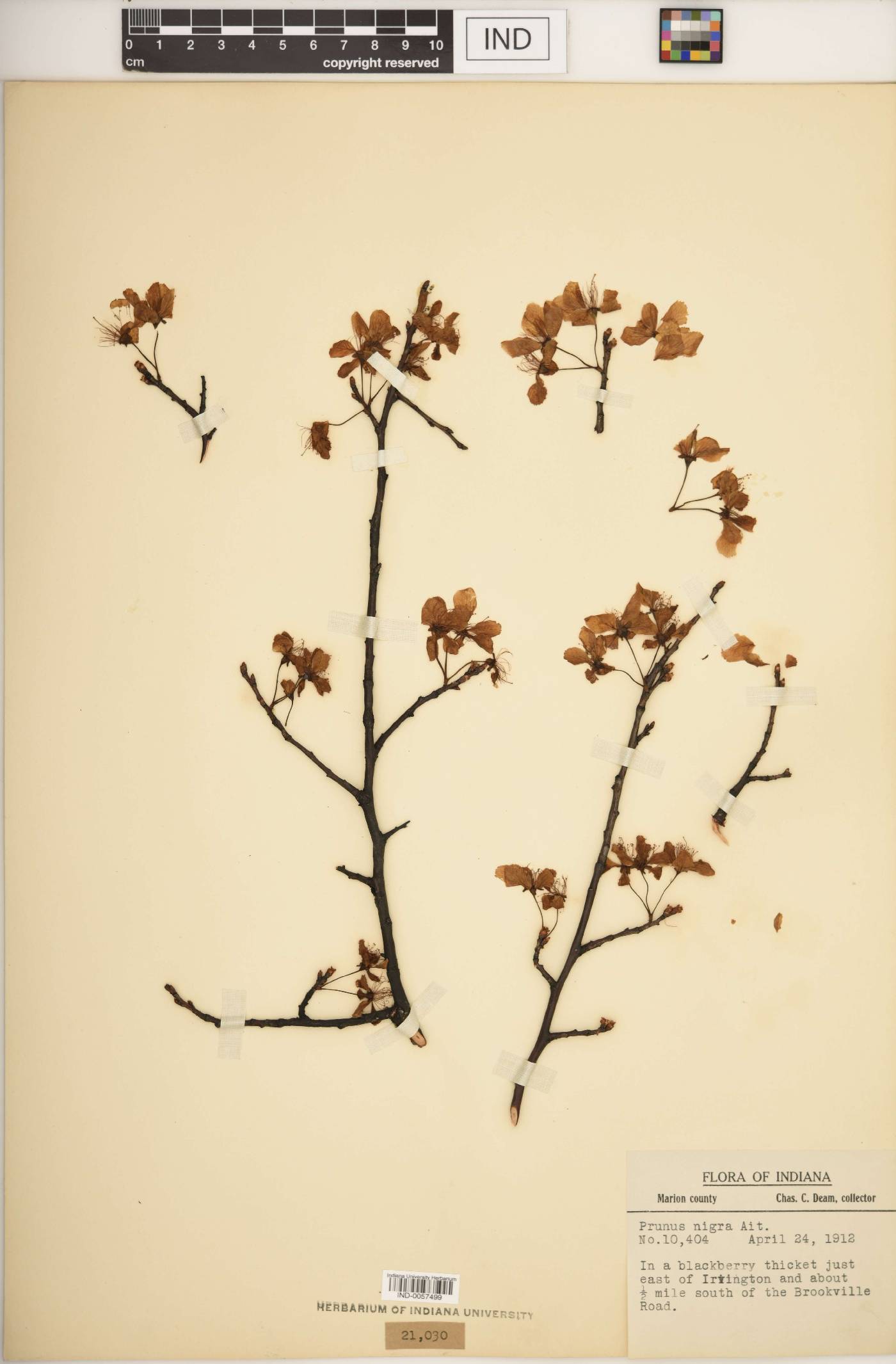 Prunus nigra image