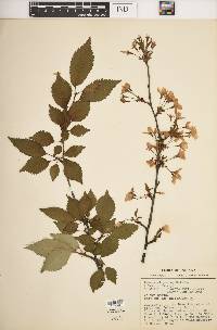 Prunus nigra image