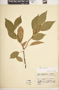 Prunus rivularis image