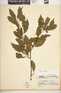 Prunus rivularis image