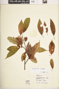 Prunus serotina var. serotina image