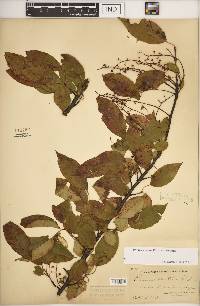 Prunus serotina var. serotina image