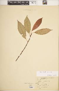 Prunus serotina var. serotina image