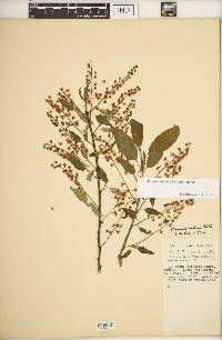 Prunus serotina var. serotina image