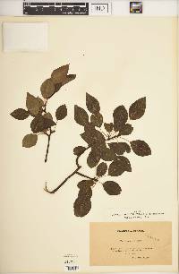 Pyrus cordata image