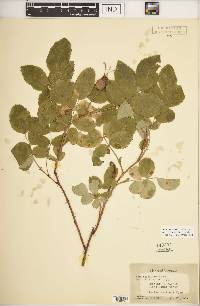 Rosa acicularis image