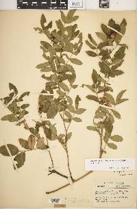 Rosa carolina subsp. subserrulata image