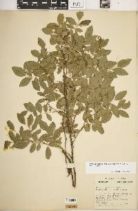 Rosa carolina subsp. subserrulata image