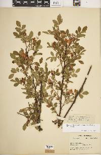 Rosa carolina subsp. subserrulata image