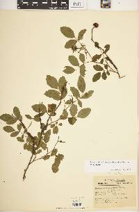 Rosa carolina subsp. subserrulata image