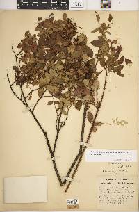 Rosa carolina subsp. subserrulata image