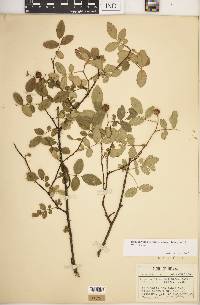 Rosa carolina subsp. subserrulata image