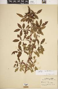 Rosa carolina subsp. subserrulata image