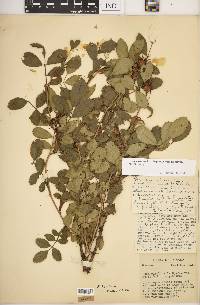 Rosa carolina subsp. subserrulata image