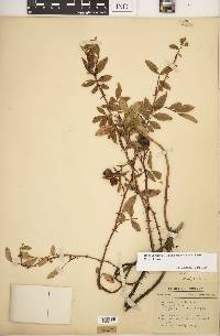 Rosa carolina subsp. subserrulata image