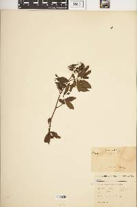 Rosa palustris image