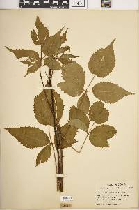 Rubus pennus image