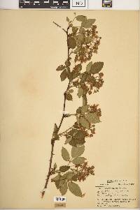 Rubus pennus image