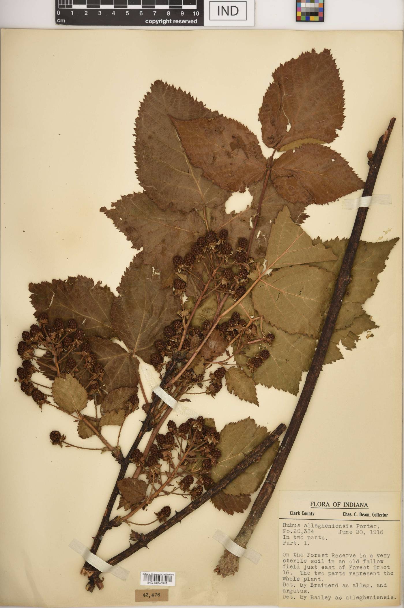 Rubus rosa image