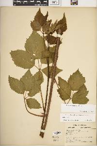 Rubus rosa image