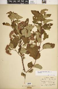 Physocarpus opulifolius var. opulifolius image