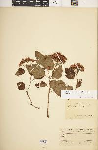 Physocarpus opulifolius var. opulifolius image